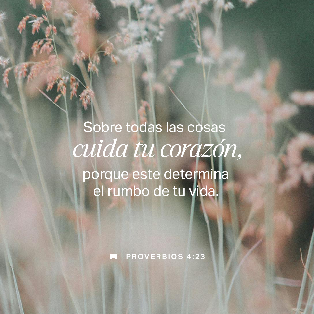 08 de diciembre - Plaza