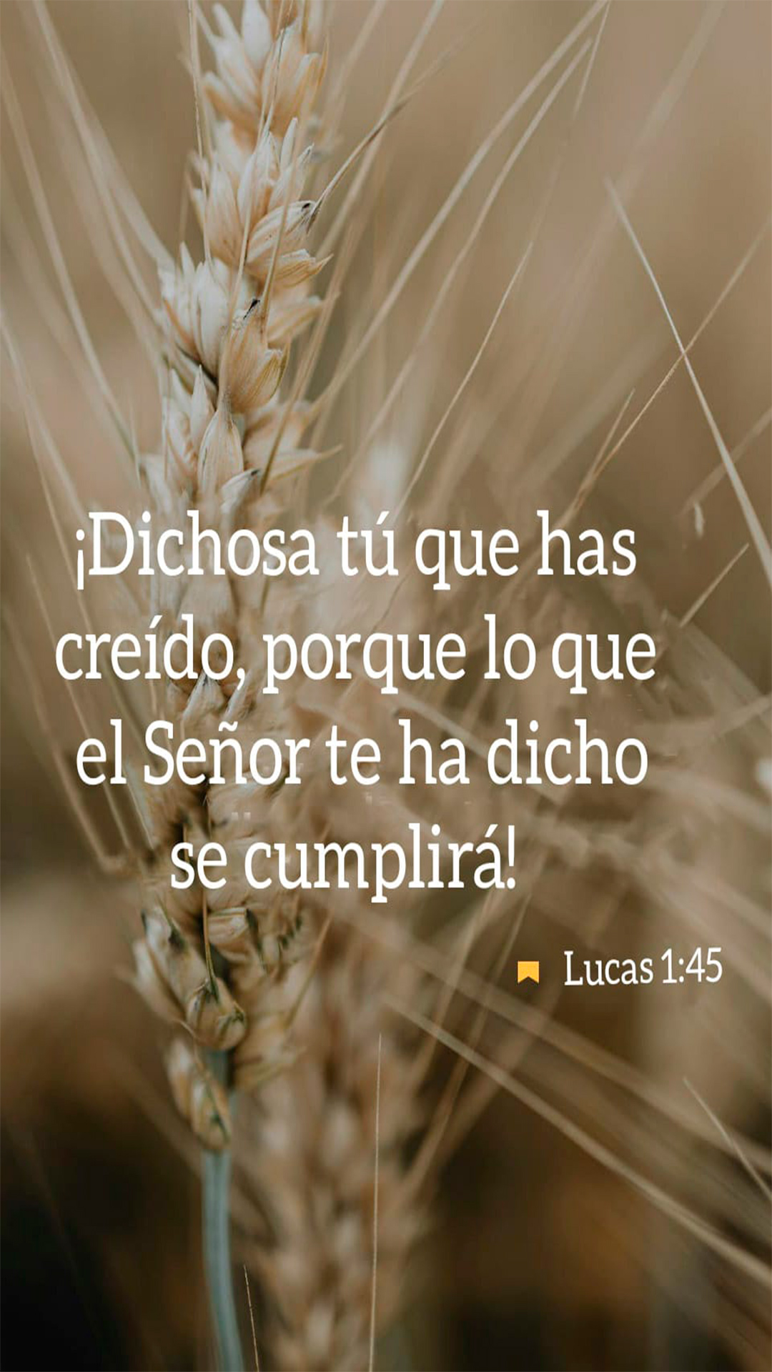 20 de diciembre - Vertical