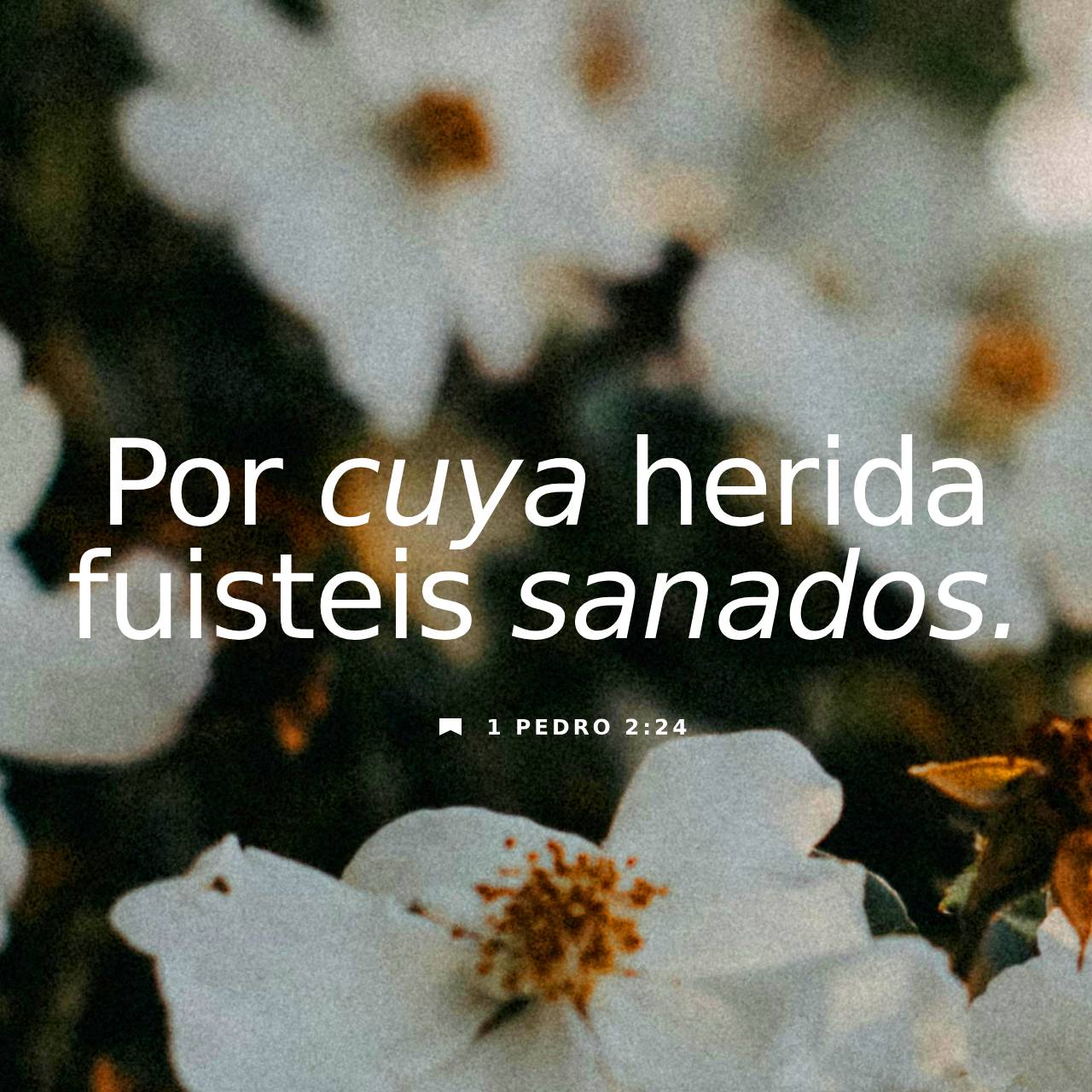 08 de noviembre - Plaza