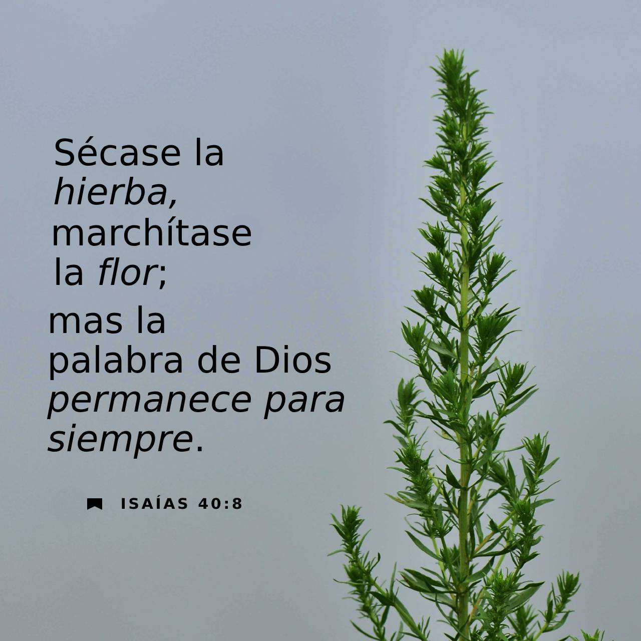 15 de septiembre - Plaza