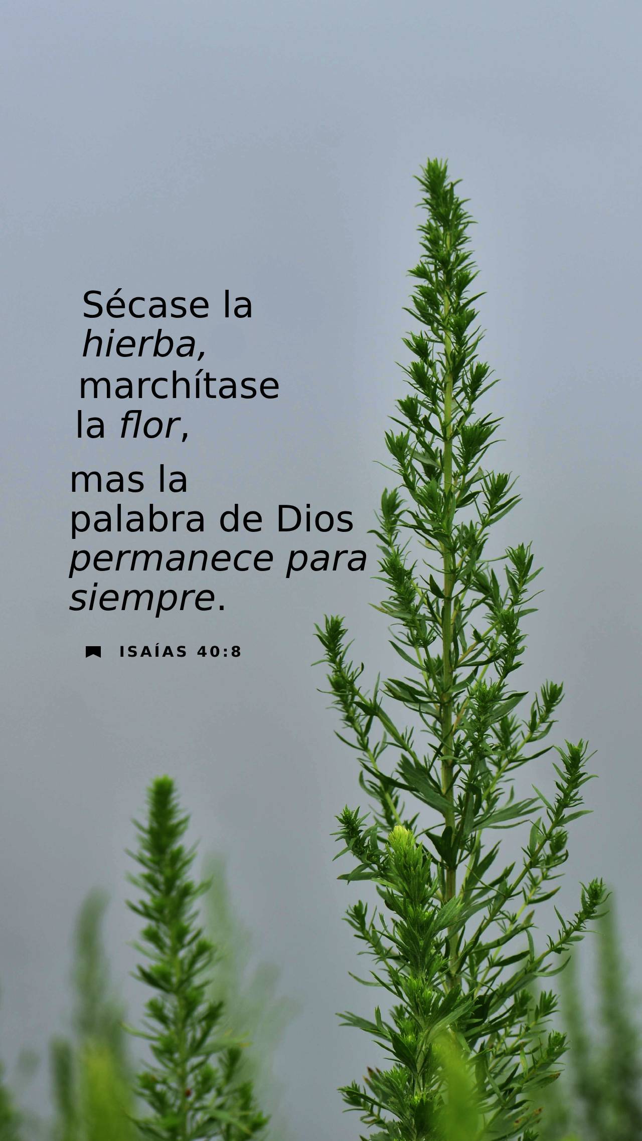 15 de septiembre - Vertical